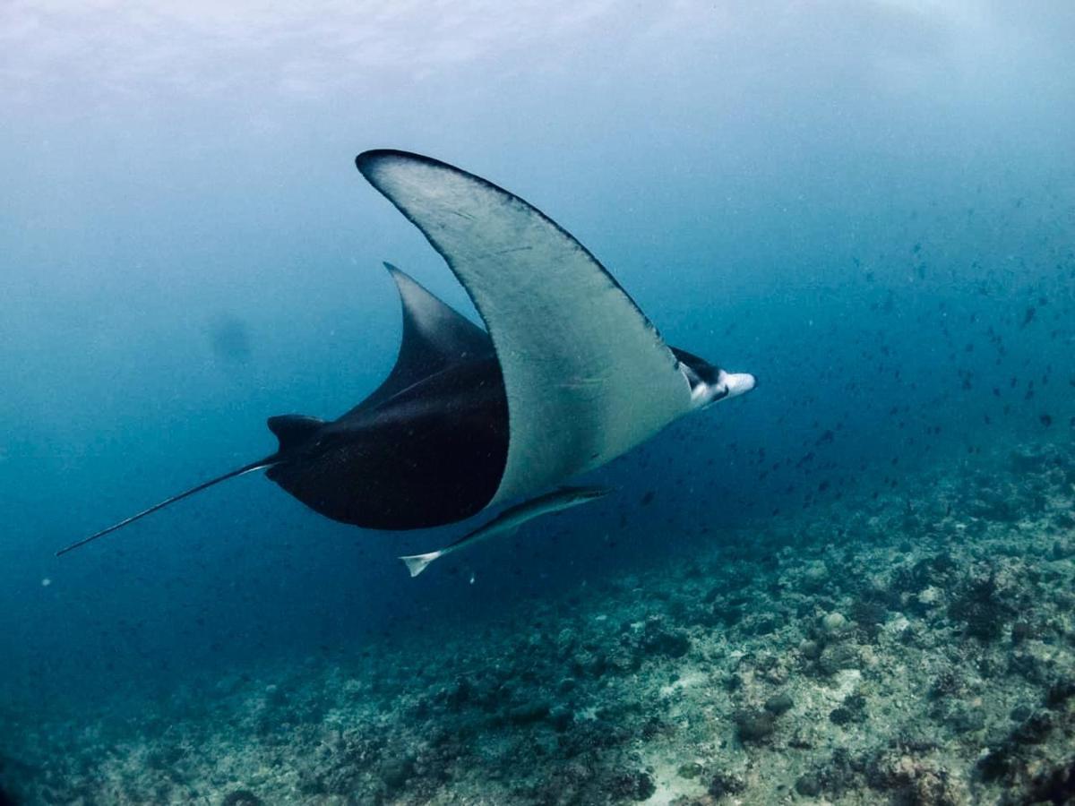 Vilu Thari Inn Maldives Mahibadhoo Kültér fotó